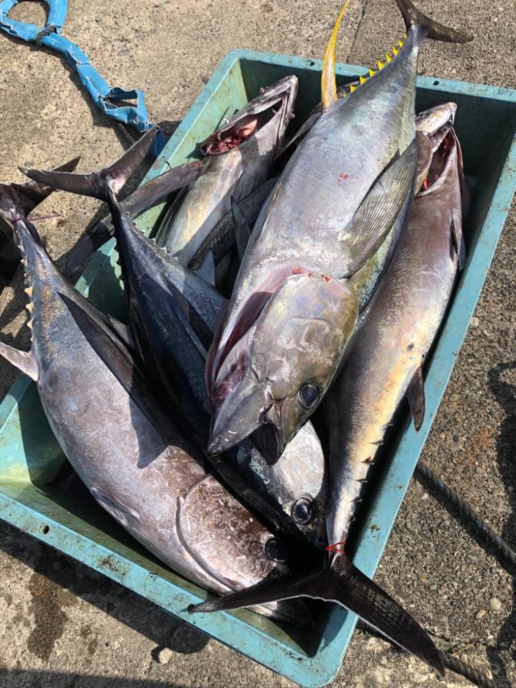 初トンボジギング