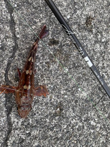 ガシラはズッ友