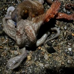 寒いのでワンドで五目