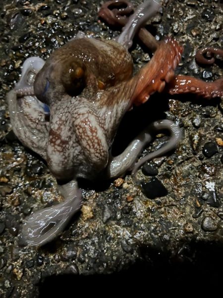 寒いのでワンドで五目