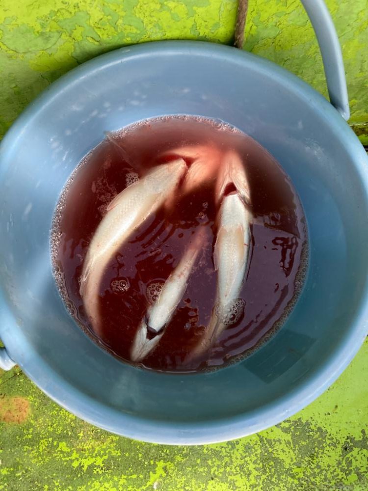 イシモチ爆釣！