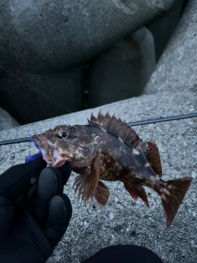 ロックフィッシュ