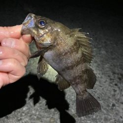 春めいて来ました