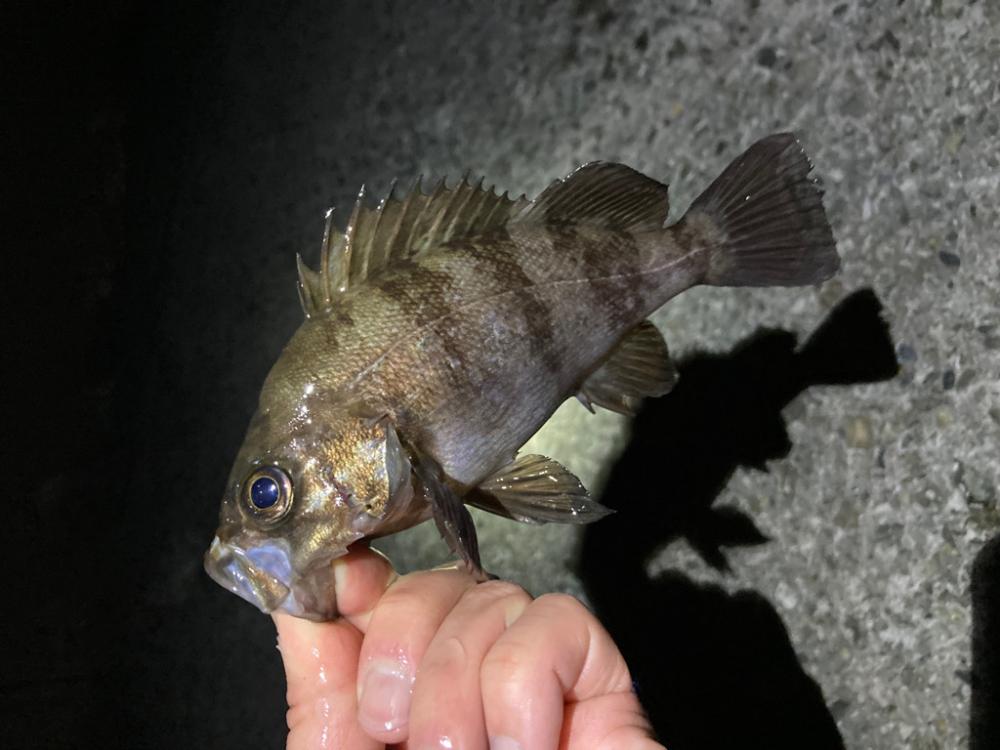 春めいて来ました