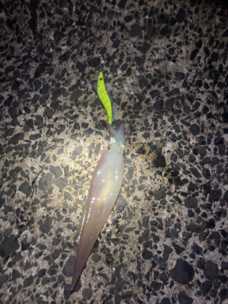 ヤリイカ厳しい中で6杯