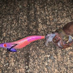 エギングでまさかのミミイカが！