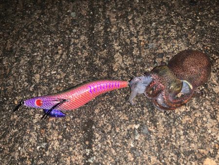 エギングでまさかのミミイカが！