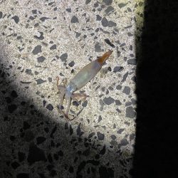 釣り博の余韻に浸りながら釣りに!!