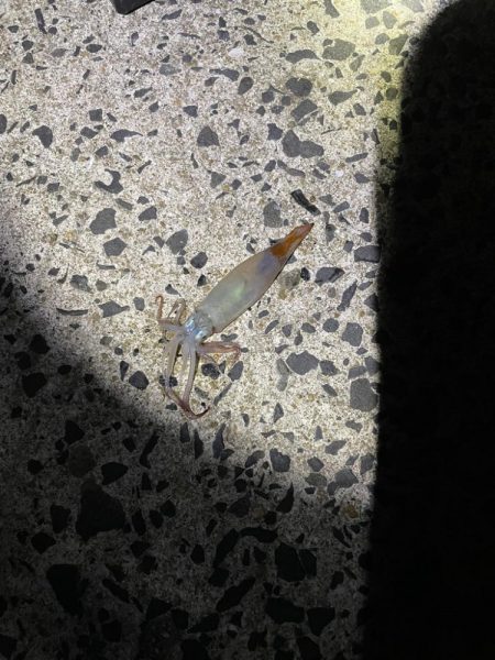 釣り博の余韻に浸りながら釣りに!!