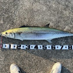 メーターサワラ