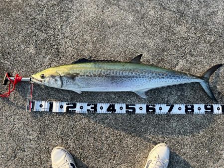 メーターサワラ