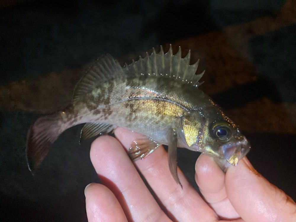 チビメバル祭り