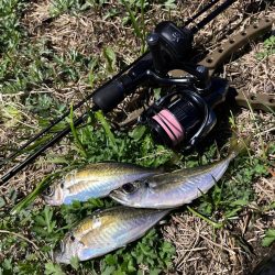 ジグ単de〜アジング！一瞬！