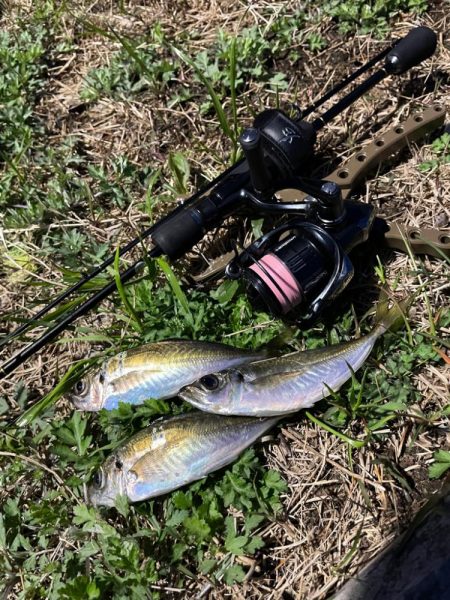 ジグ単de〜アジング！一瞬！