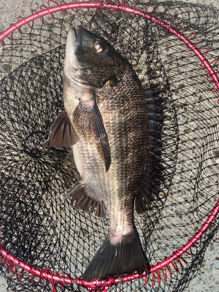 ヘチってきました