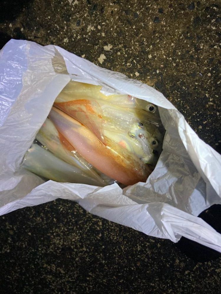 ヤリイカ爆釣の兆し