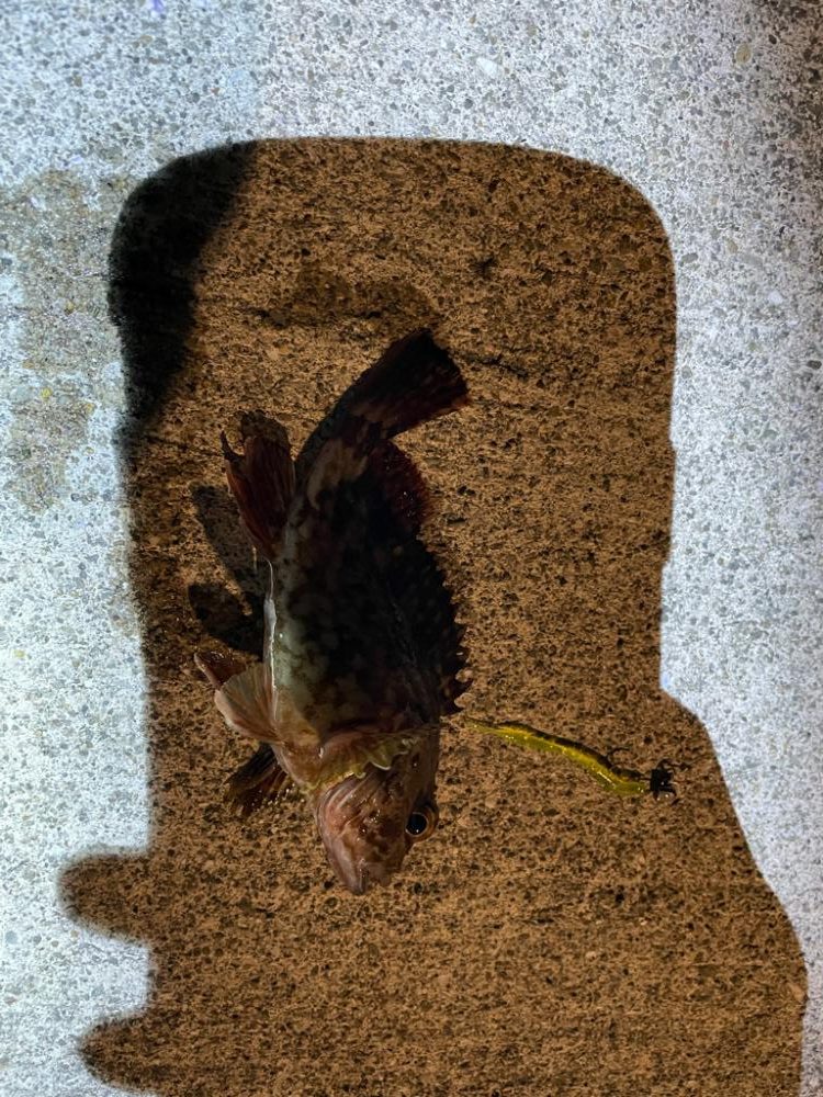 ノマセには反応無し