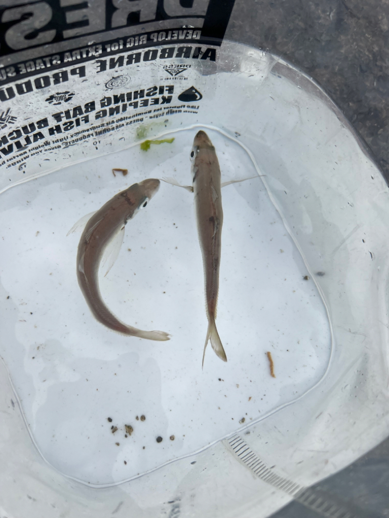 鯵を探して三千里 Vol.36