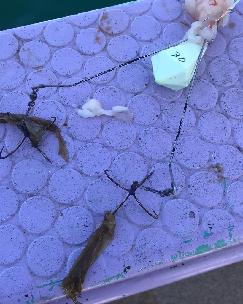 室津カットウ釣り