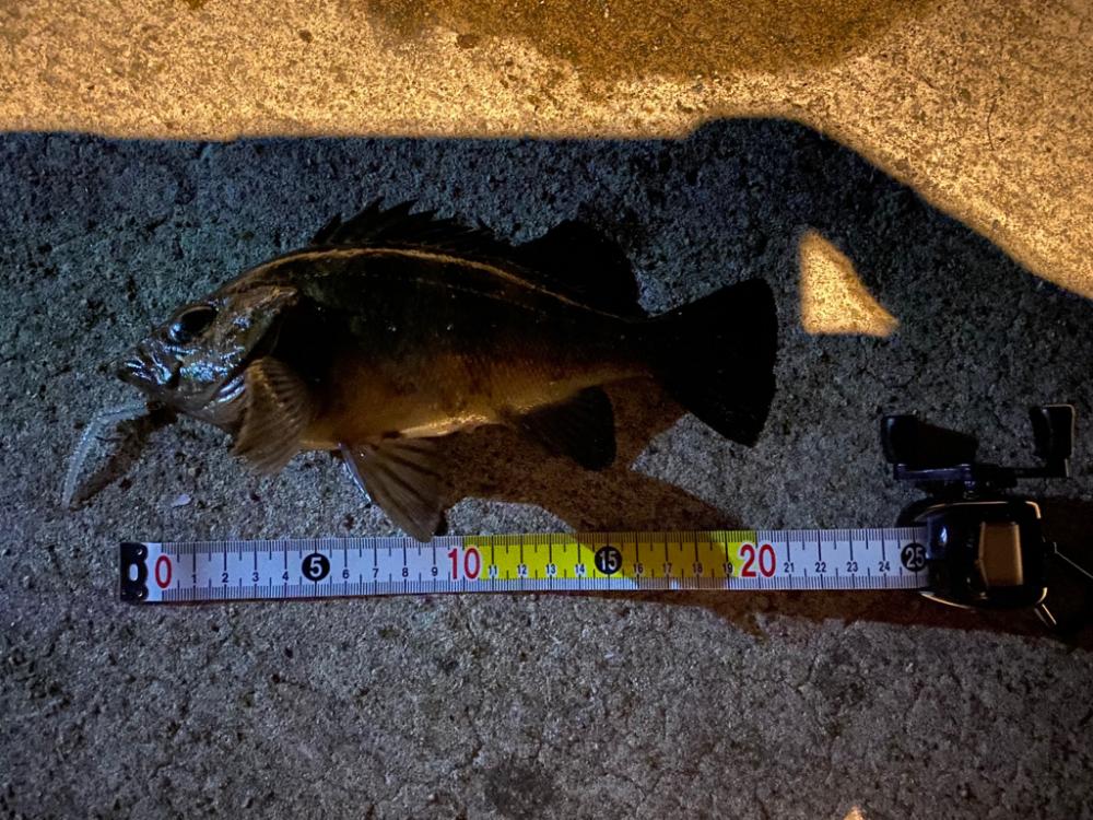 淡路島メバリング