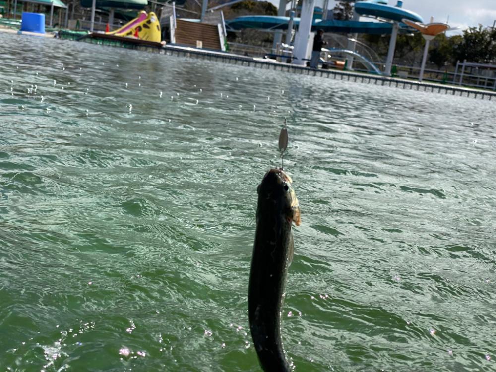 亀岡市　釣れ釣れプールトラウト