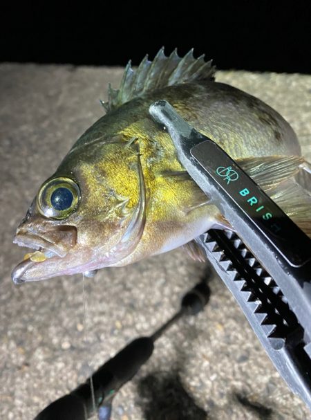 良型メバル連発！！