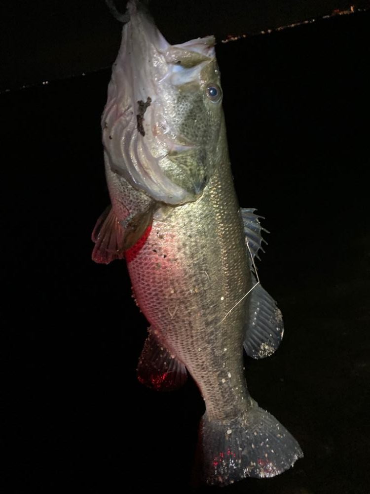 早春のデカバス