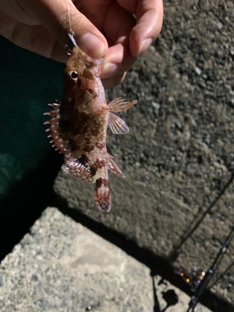 可愛いサイズですが釣れました⭐️