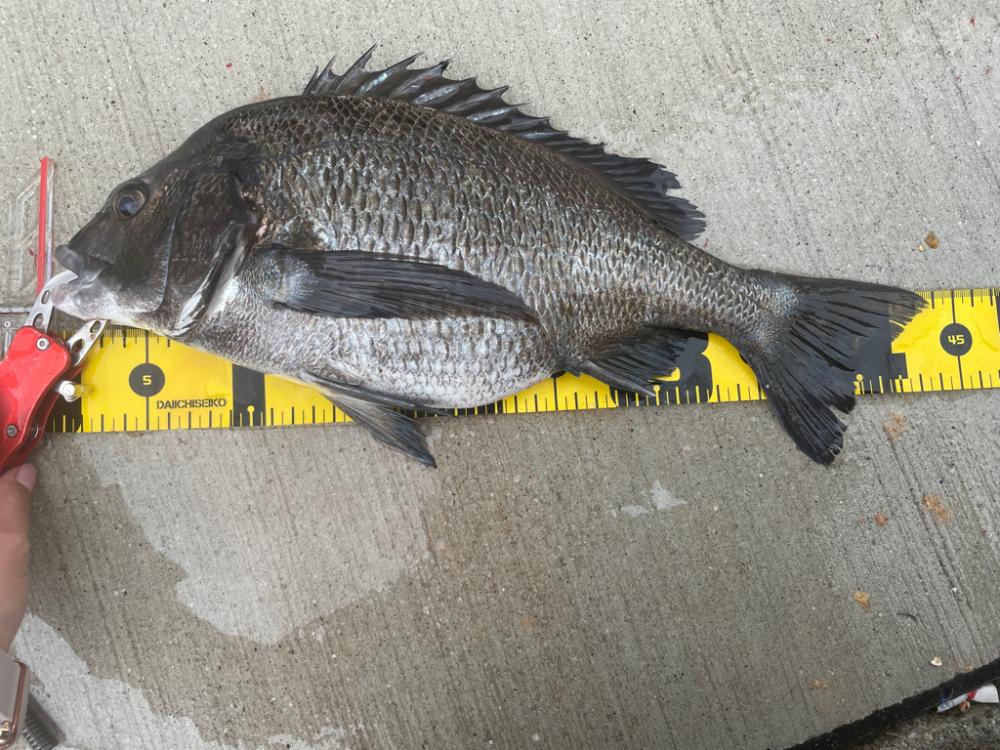 チヌ乗っ込み♪