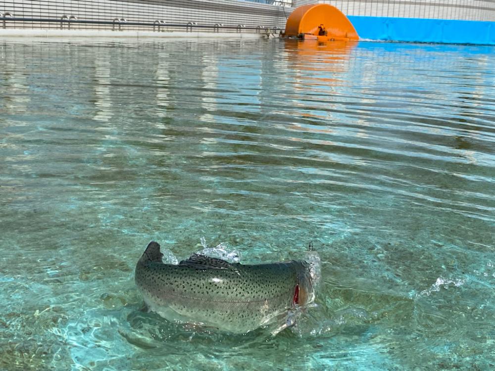 桜満開　かめプー　管釣り