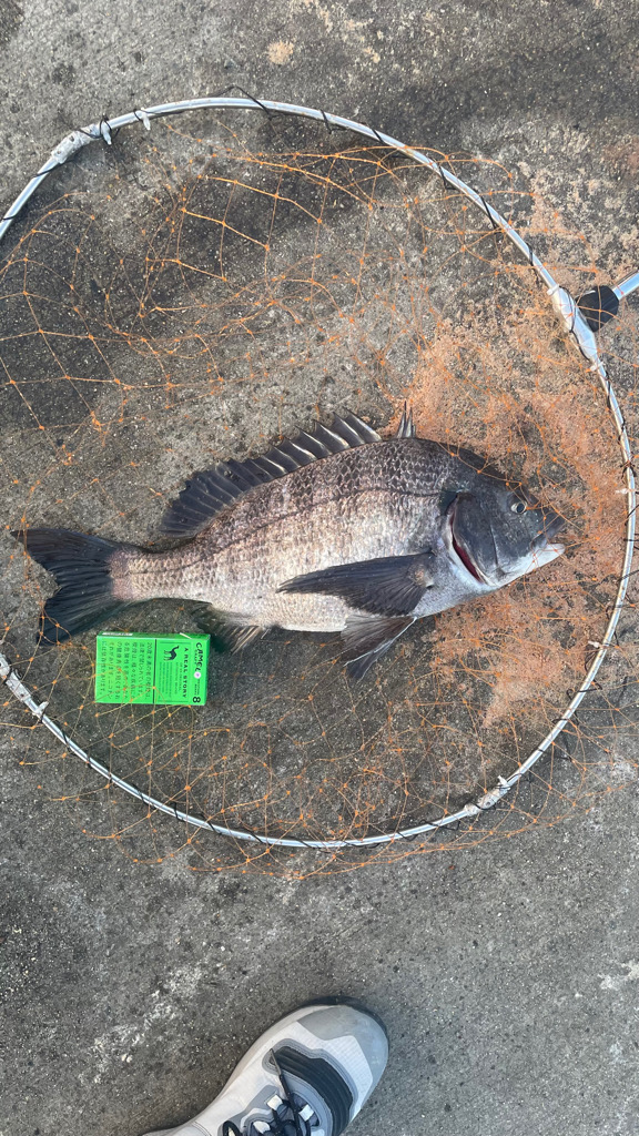 赤潮の中でフカセ釣り!