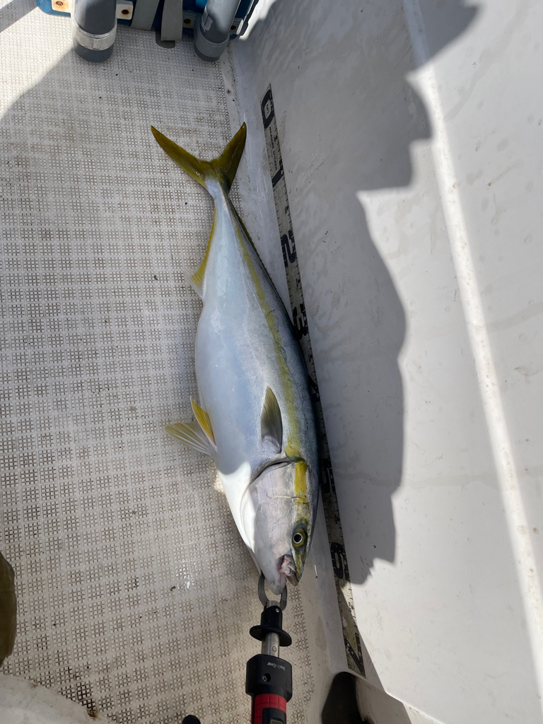 大鳥山、爆釣果