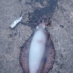 久しぶりの春アオリ