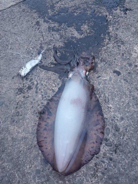 久しぶりの春アオリ