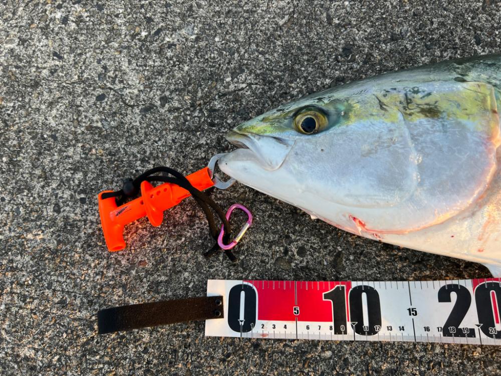 ブリ！今シーズンいちばんの高活性