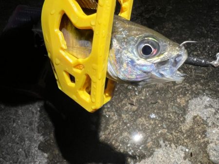 鯵を探して三千里 Vol.37