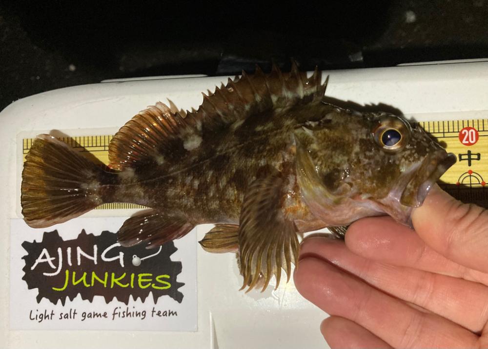 ガシラとメバル