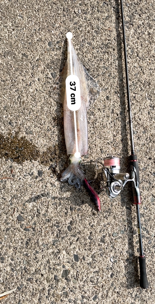 いいサイズでました⤴️