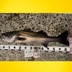 久しぶりに長い時間前日に雨が降り