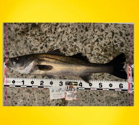 久しぶりに長い時間前日に雨が降り