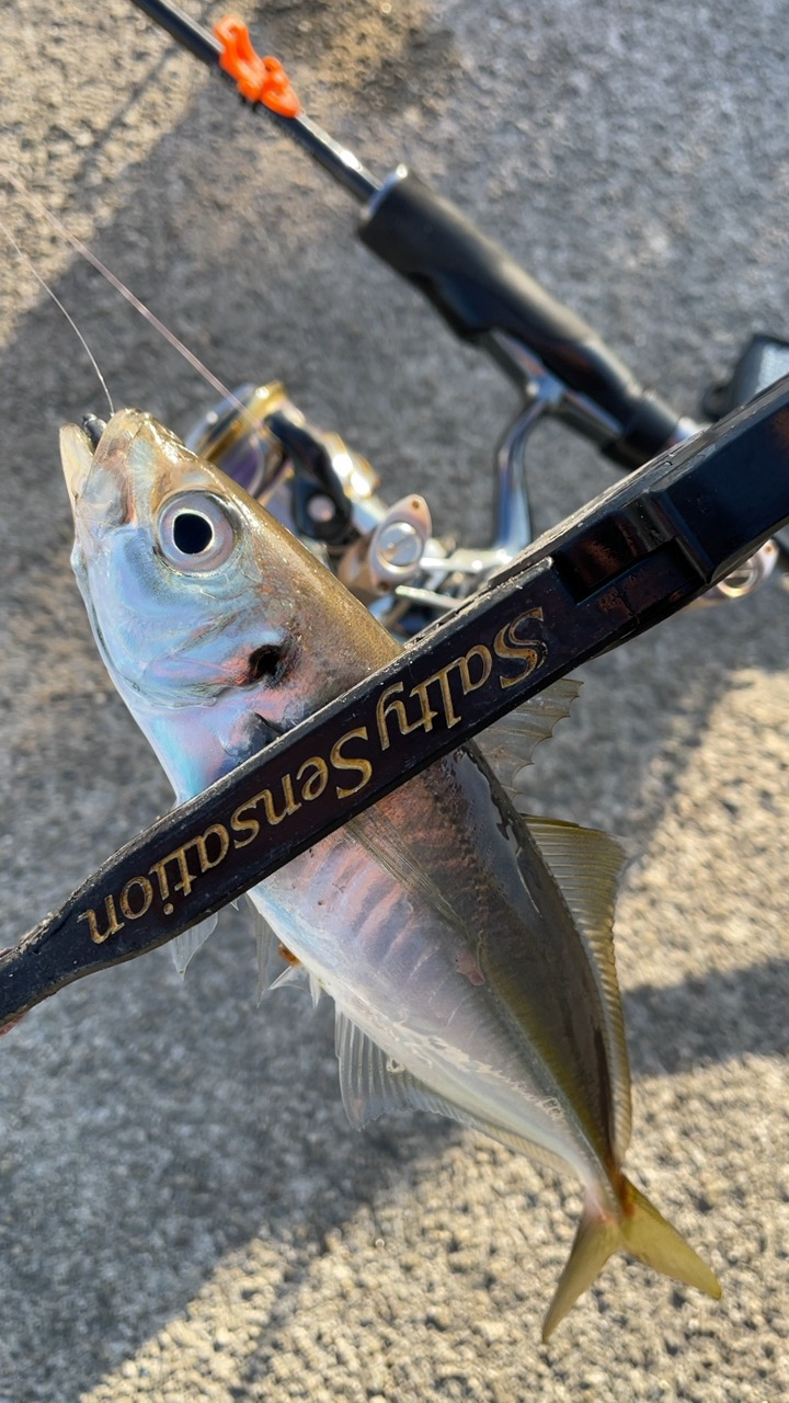 淡路島アジング♪