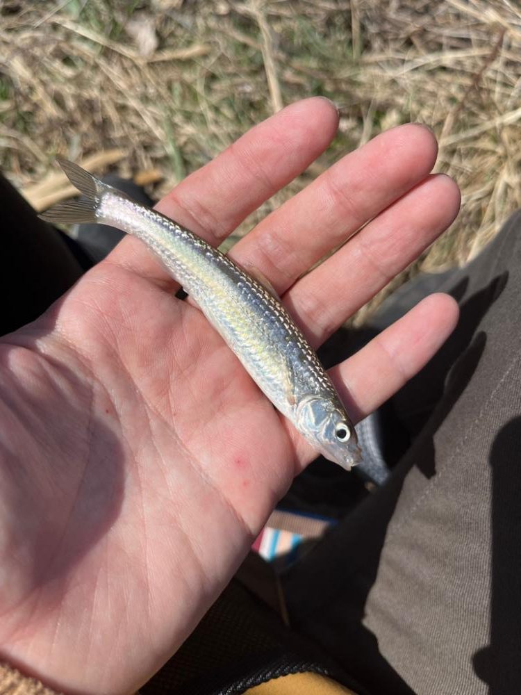 モロコと戯れる日向ぼっこ