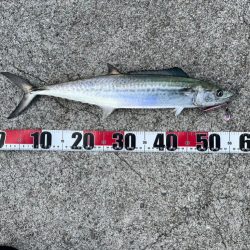 ジャクアイマキマキでサゴシ