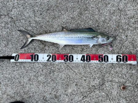 ジャクアイマキマキでサゴシ