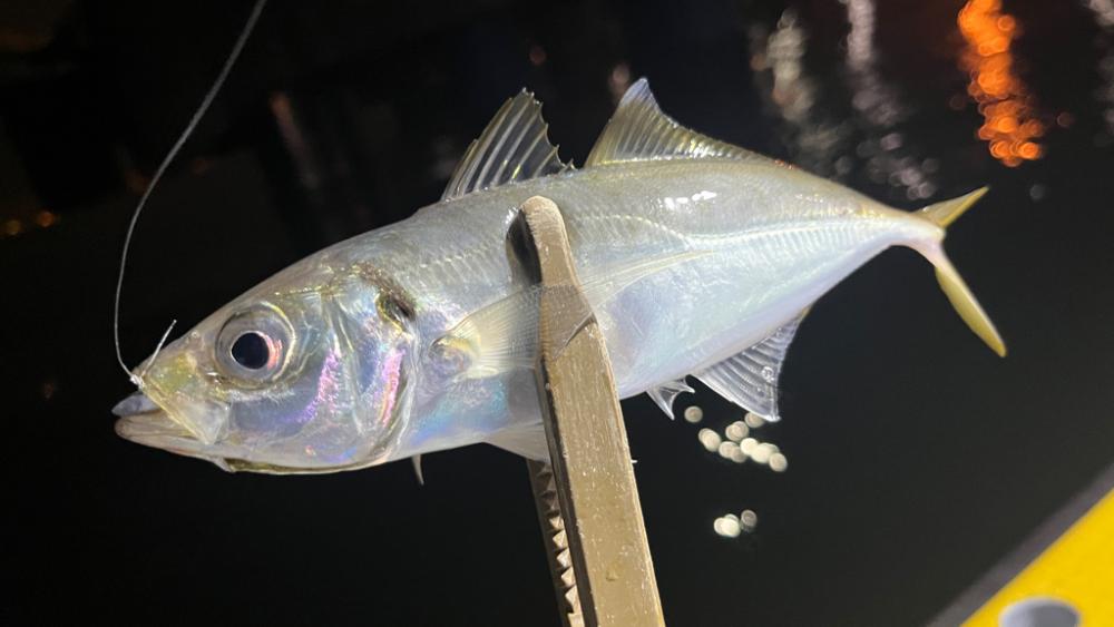 初ソフトルアー船