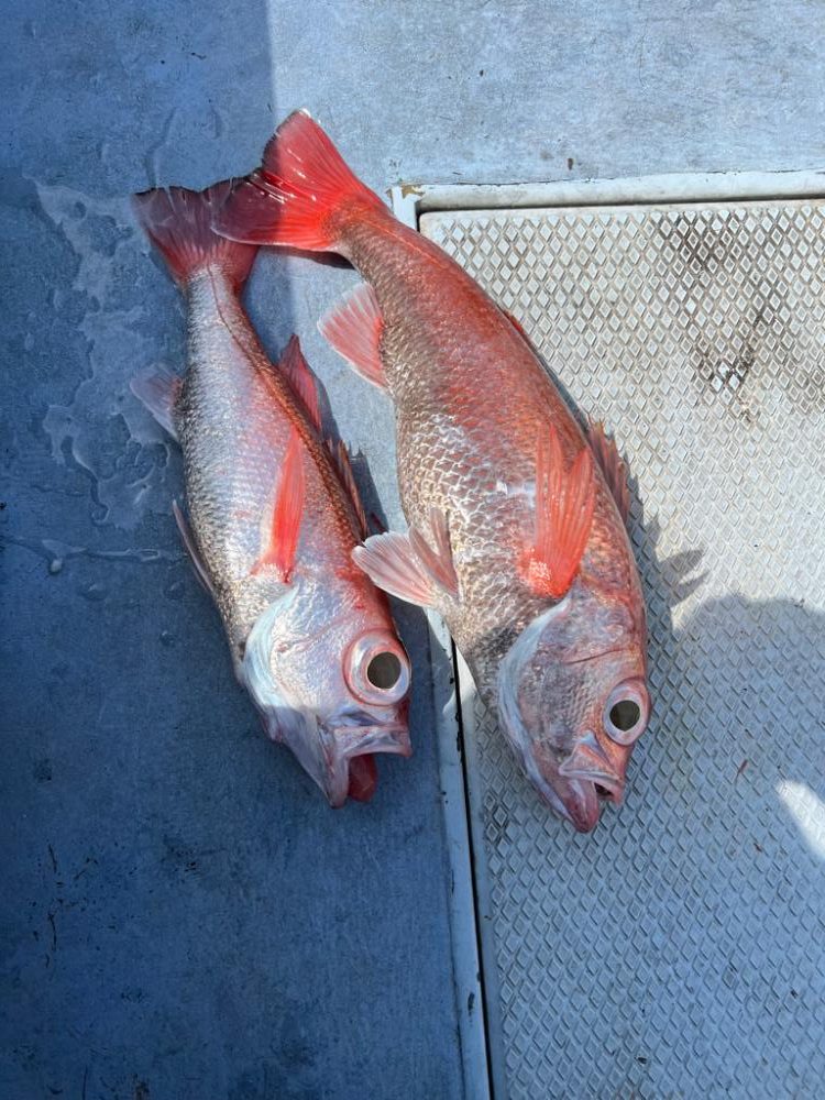城ヶ島沖、深海五目