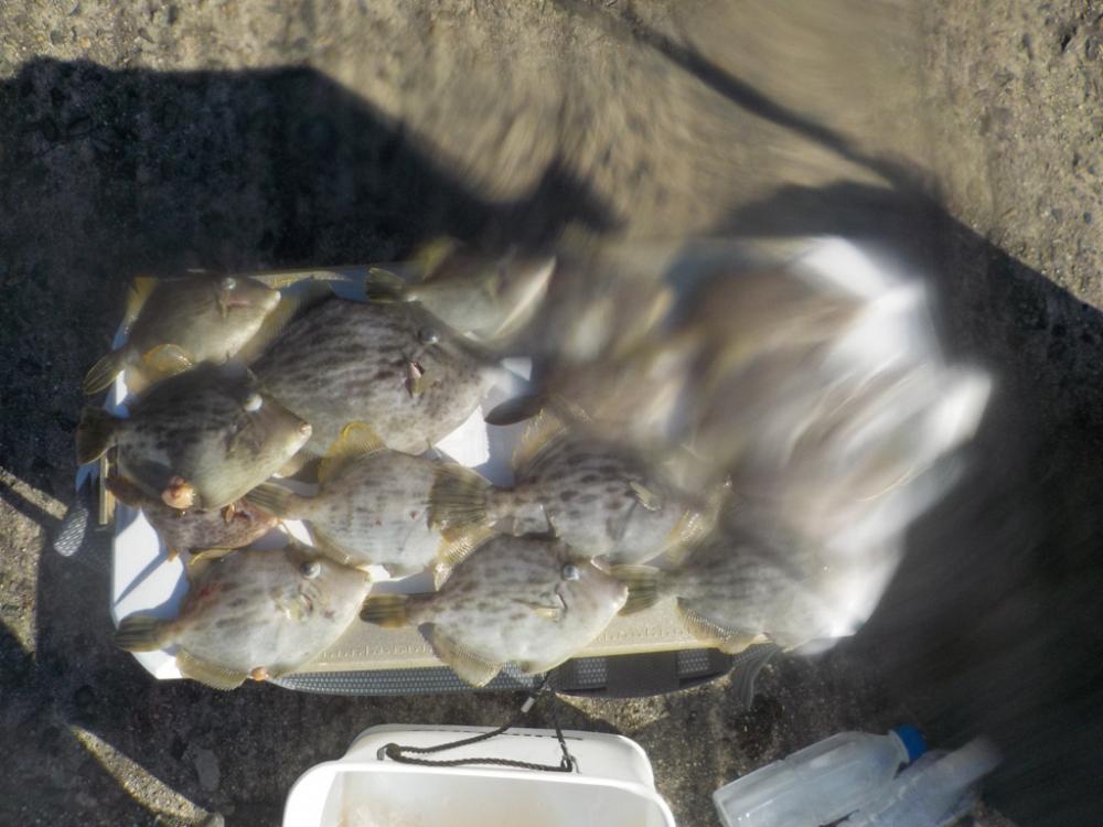 カワハギ第2 戦　at 和歌山