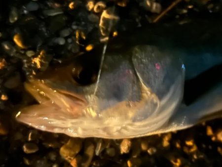 渋いっ😭(＞人＜;)、