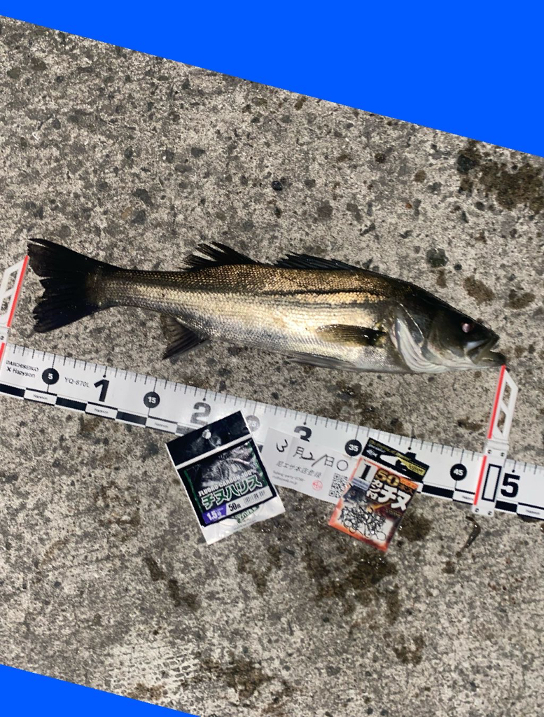 釣り日和の良い天気