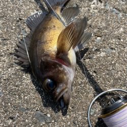 久々のメバリング